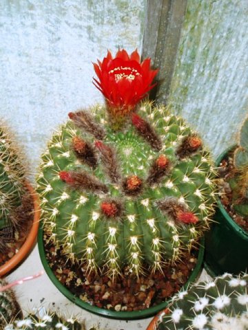 Notocactus_1